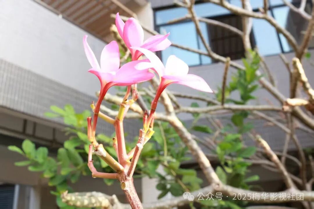 《粉花绽放》